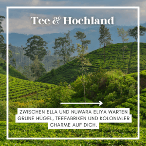 Grüne Teeplantagen im Hochland von Sri Lanka mit sanften Hügeln und Bäumen im Hintergrund. - Sri Lanka Rundreise buchen