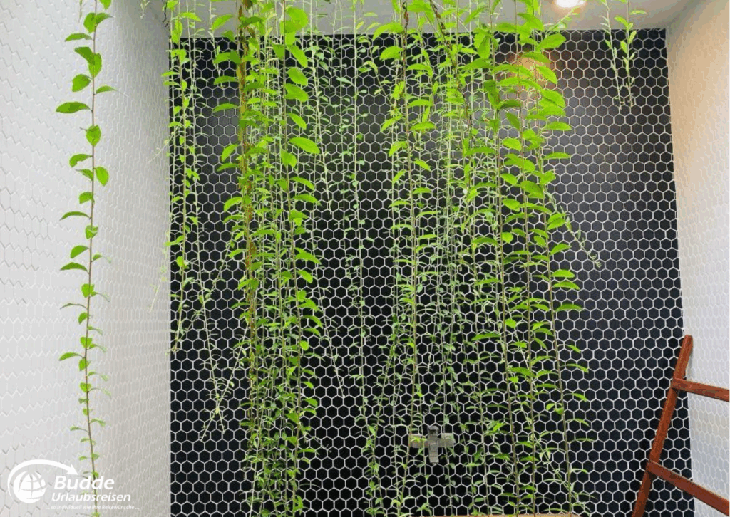 Grüne hängende Pflanzen, die an einer Wand mit einem hexagonalen Muster befestigt sind. - buchbar im Reisebüro Budde Urlaubseisen