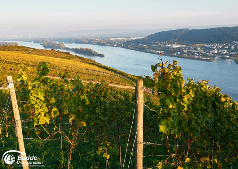 Urlaub an der Nahe: Weinreben im Vordergrund mit Blick auf den Rhein und die umliegende Landschaft bei Bad Kreuznach. - buchbar im Reisebüro Budde Urlaubseisen