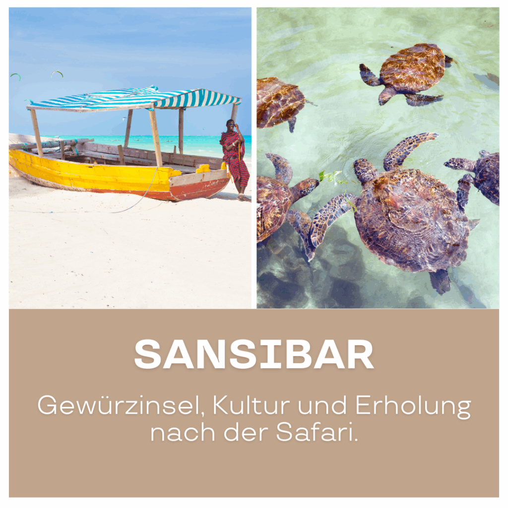 Mehrere Schildkröten schwimmen im klaren Wasser vor der Küste von Sansibar. - Urlaub in Afrika buchen