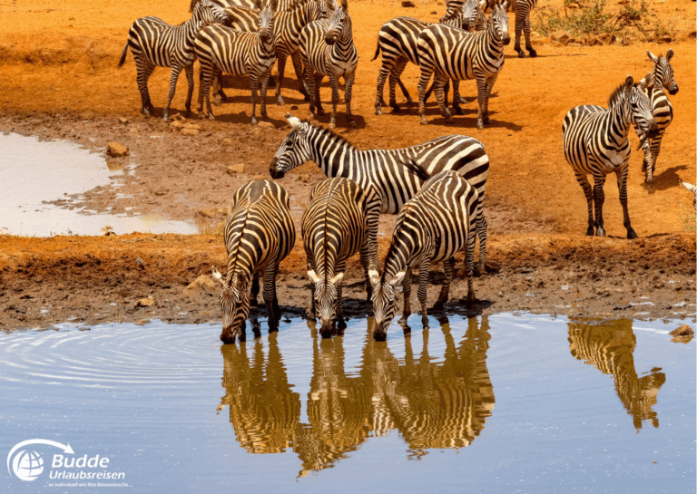 Kreuzfahrt Südafrika: Gruppe von Zebras, die an einem Wasserloch in Südafrika trinken, mit Spiegelung im Wasser.