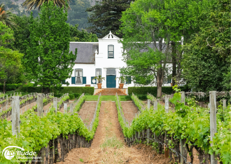 Kreuzfahrt Südafrika Weinberg mit Reben und einem historischen weißen Gebäude im Hintergrund, umgeben von Bäumen.