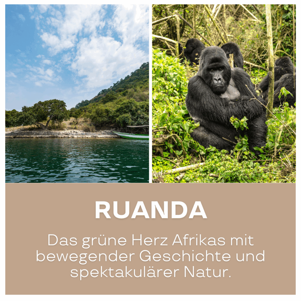 Ein Gorilla, der in der Natur von Ruanda zwischen Pflanzen steht. - Afrika Urlaub buchen