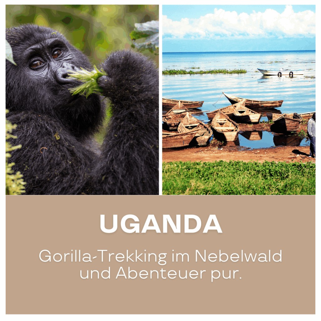 Nahaufnahme eines Gorillas, der Blätter frisst, im Nebelwald von Uganda. - Afrika Urlaub buchen