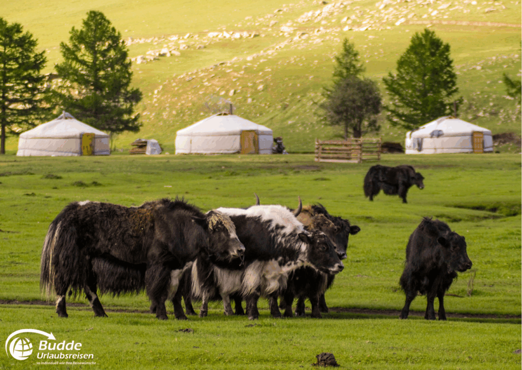 Reisetrends 2026: Gruppe von mongolischen Yaks auf einer grünen Wiese mit Jurten im Hintergrund.