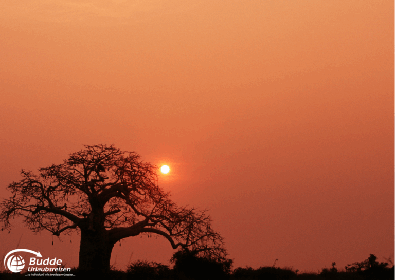Sonnenaufgang hinter einem Baum im Nationalpark Angola mit orangefarbenem Himmel. - Urlaub in Angola buchen