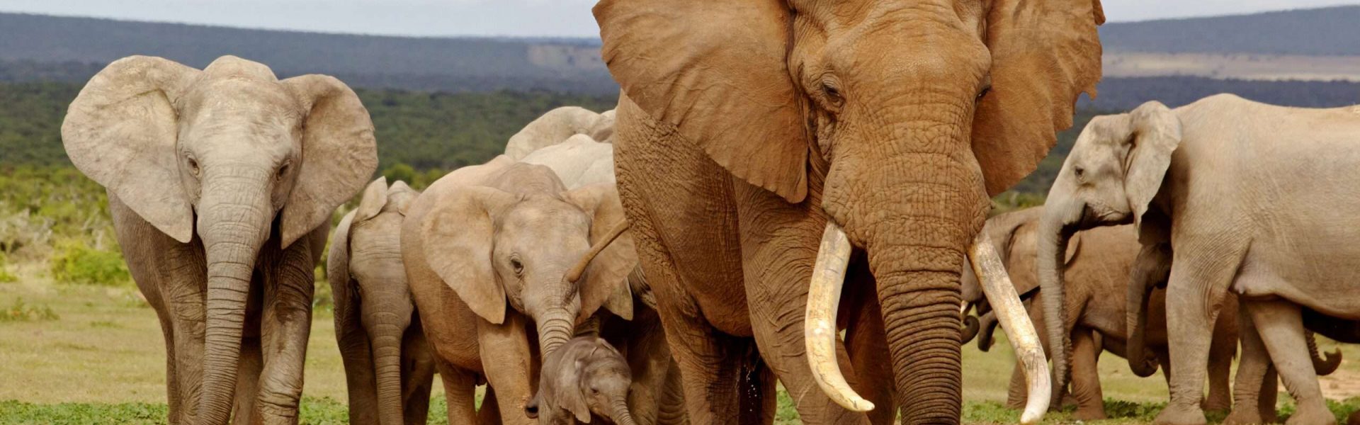 Südafrika-Reisebüro-Elefantenherde-Savanne