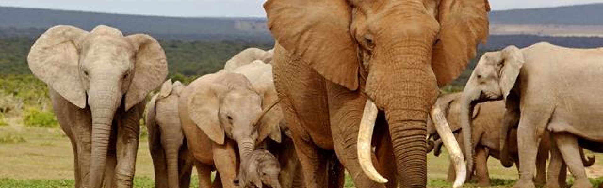 Urlaub-Südafrika-Elefantenherde-Safari Das inspirierende Bild zeigt eine atemberaubende Szene aus einem Safari-Urlaub in Südafrika. Eine majestätische Elefantenherde durchquert die unberührte Landschaft, während im Hintergrund die sattgrünen Bäume und der strahlend blaue Himmel zu sehen sind. Diese eindrucksvolle Begegnung mit den sanften Riesen ist ein unvergesslicher Moment, der die Schönheit und Wildnis Südafrikas widerspiegelt. Tauchen Sie ein in die faszinierende Welt der Safari-Abenteuer und erleben Sie hautnah die Wunder der Tierwelt in Südafrika.