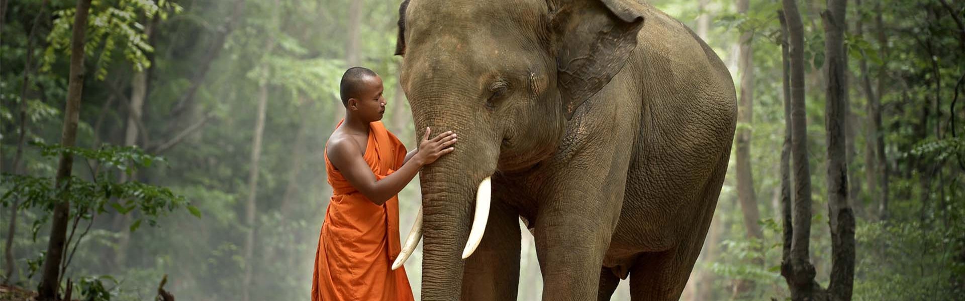 asien-rundreise-magische- momente-urlaub-erleben Erleben Sie eine unvergessliche Asien Rundreise und entdecken Sie die Schönheit des Dschungels. Auf unserem Bild sehen Sie einen traditionellen Mönch, der einen Elefanten streichelt und Ihnen zeigt, wie friedlich und harmonisch Mensch und Natur zusammenleben können. Wenn Sie auch Teil dieser unvergesslichen Erfahrung werden möchten, dann sollten Sie sich unsere Urlaubsangebote ansehen. Wir bieten Ihnen eine breite Auswahl an Rundreisen, bei denen Sie die Kultur und Natur Asiens hautnah erleben können.