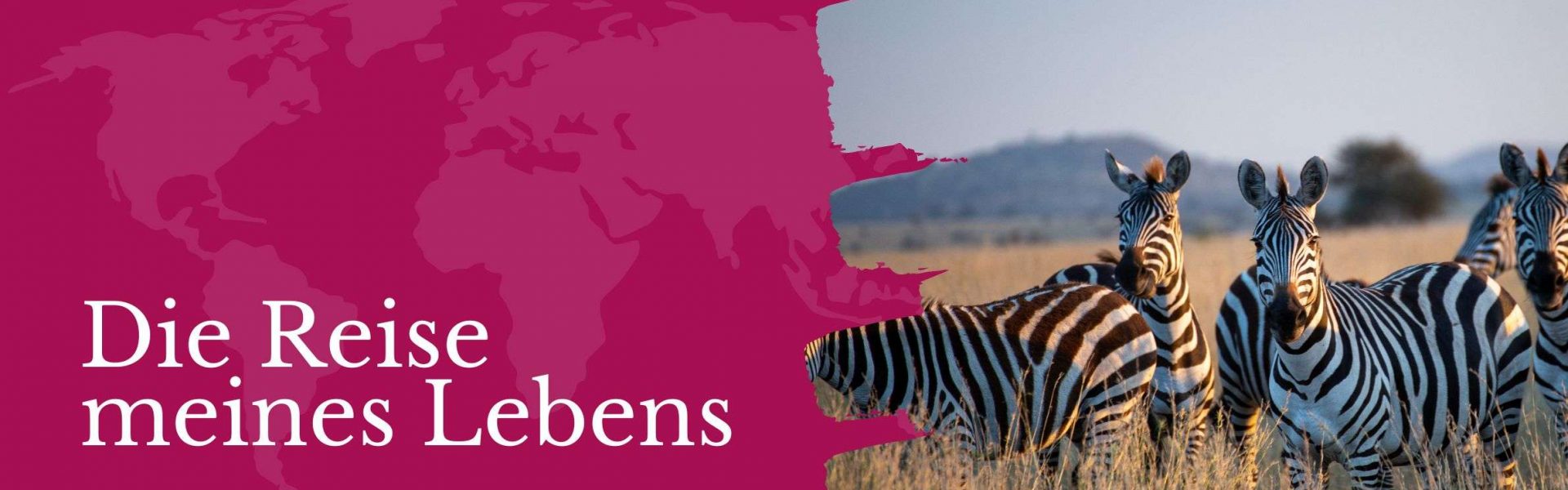 Eine Gruppe von Zebras in der afrikanischen Savanne.
